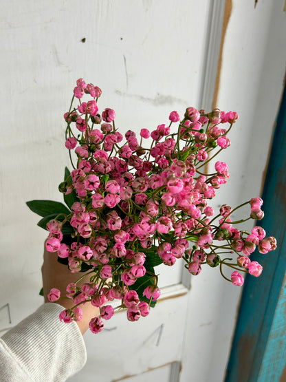 20 Inch Pink Gypso Bush