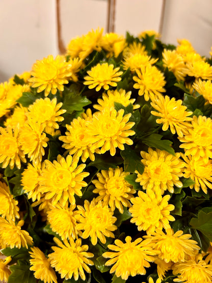 16 Inch Yellow Mum Stake Bush