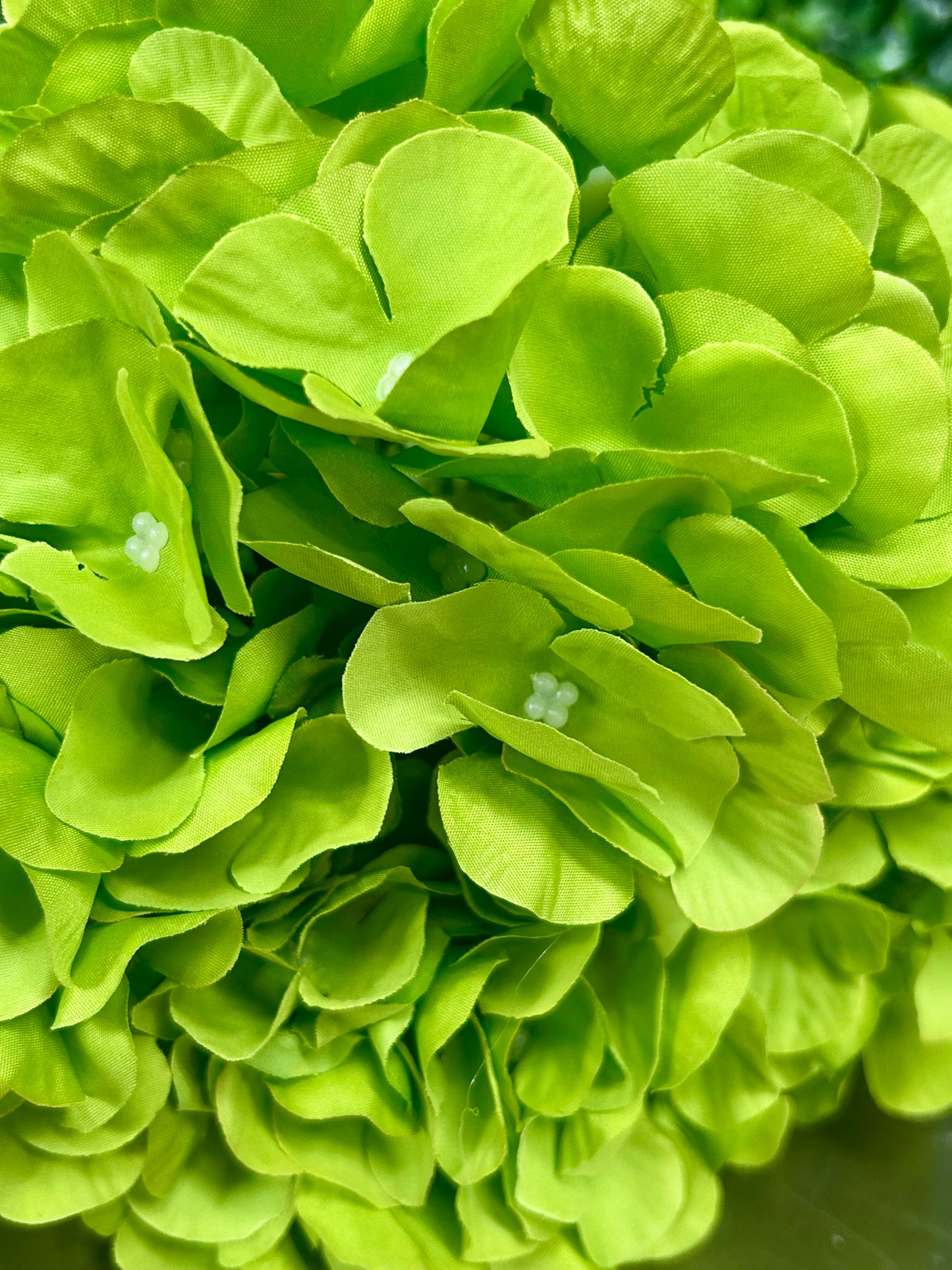 17 Inch Lime English Garden Hydrangea Bush