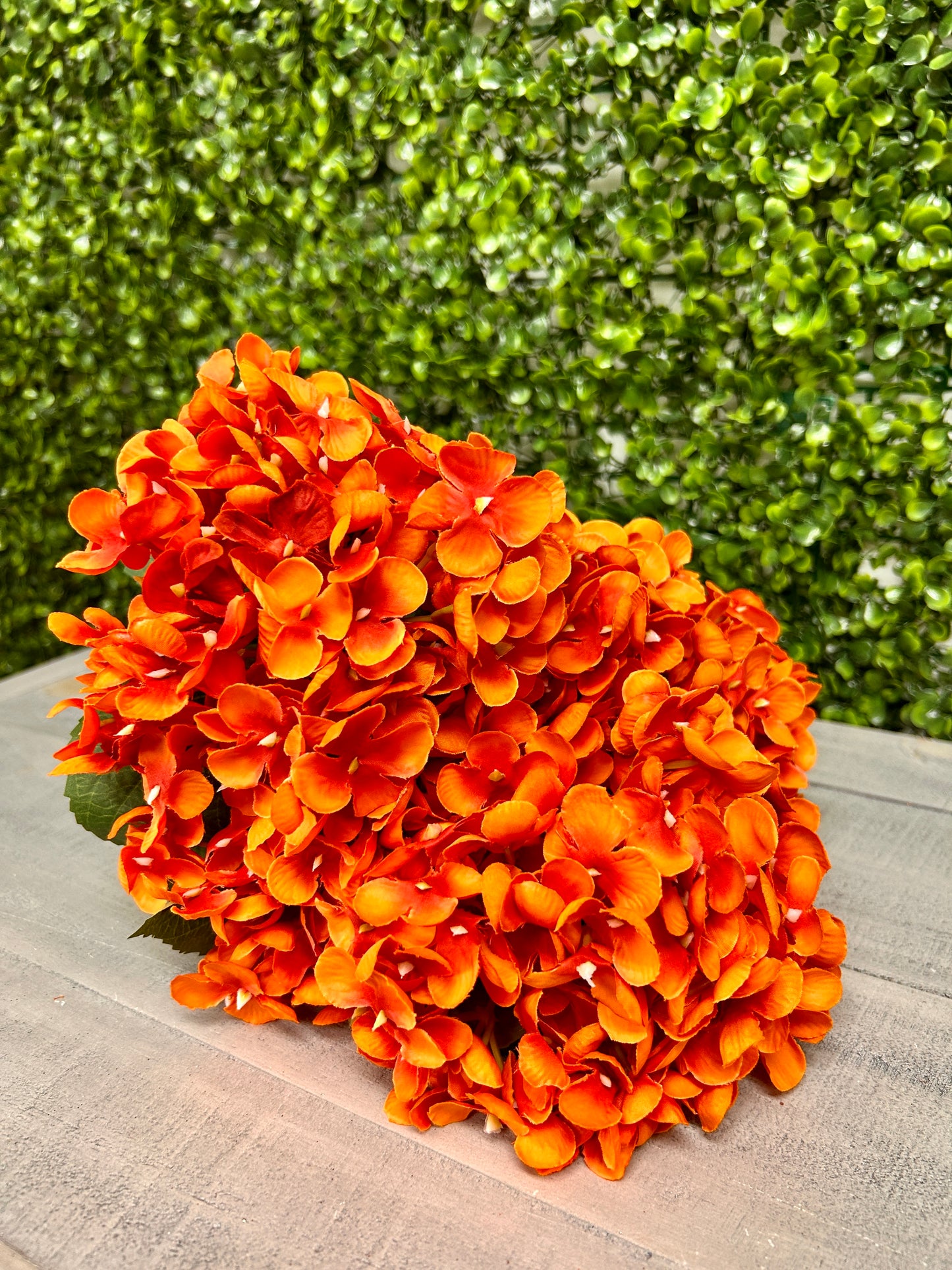 18 Inch Orange Hydrangea Bush