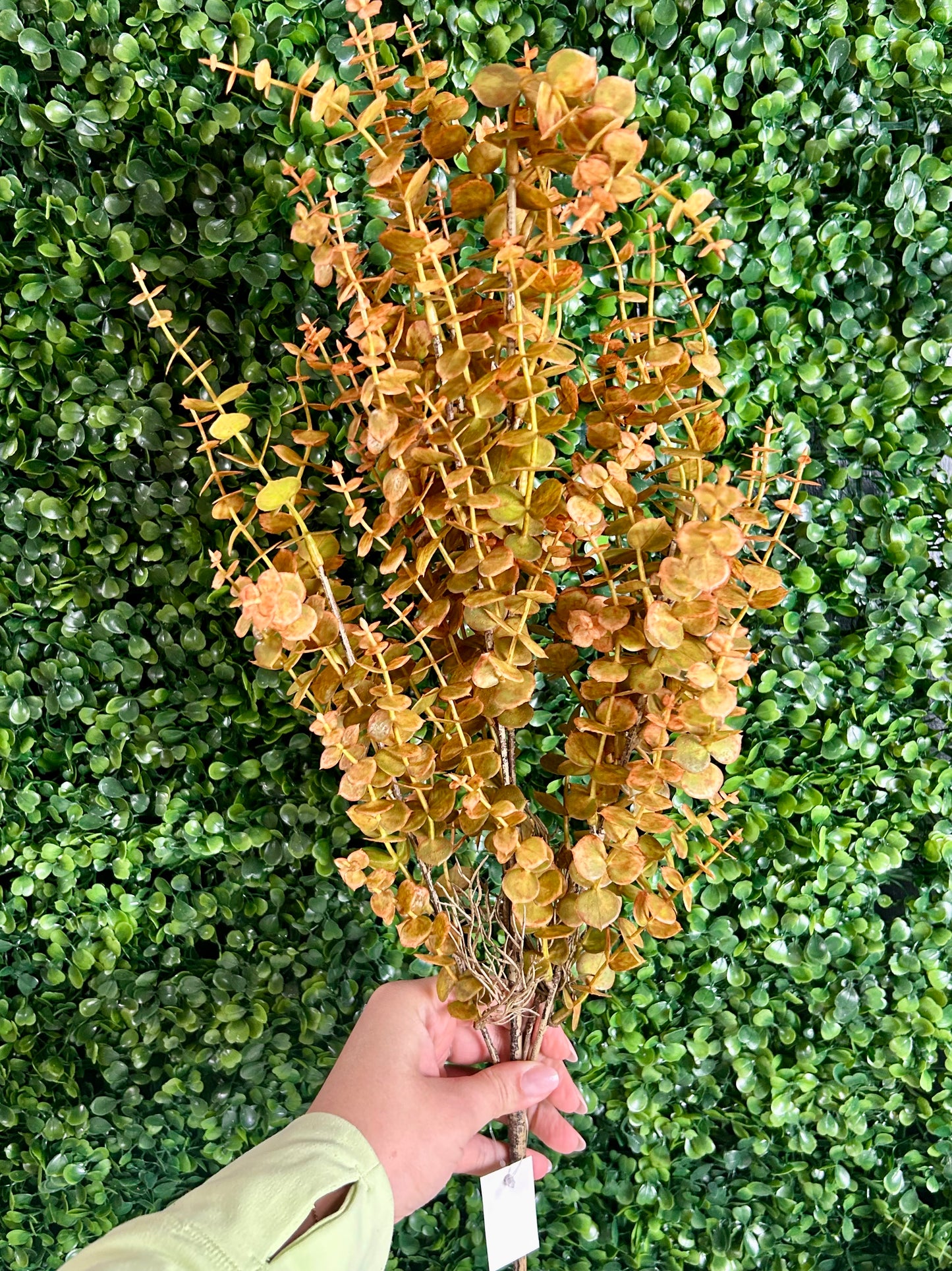 24 Inch Orange And Green Mini Eucalyptus Bush