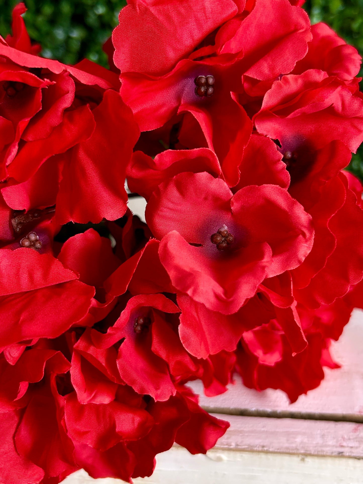 19 Inch Red Cypress Garden Hydrangea Bush