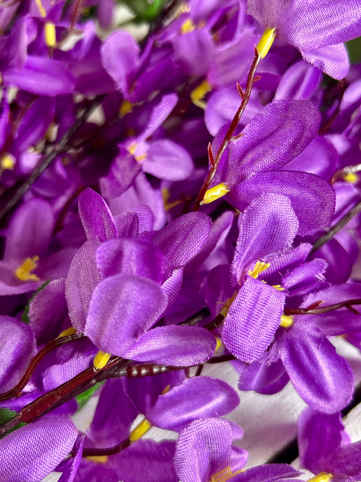24 Inch Purple Tweedia Bush