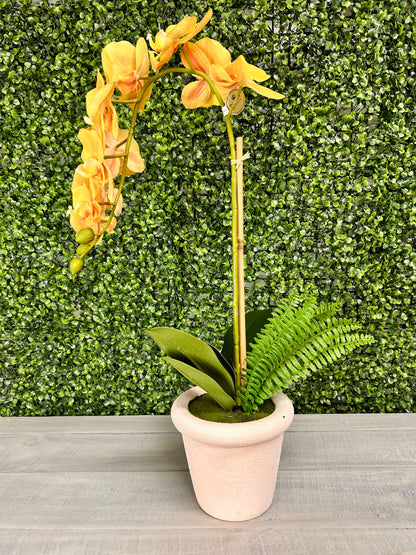22 Inch Phalaenopsis And Fern In Terracotta Pot