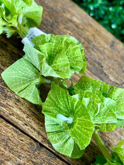 29 Inch Green Bells Of Ireland Spray