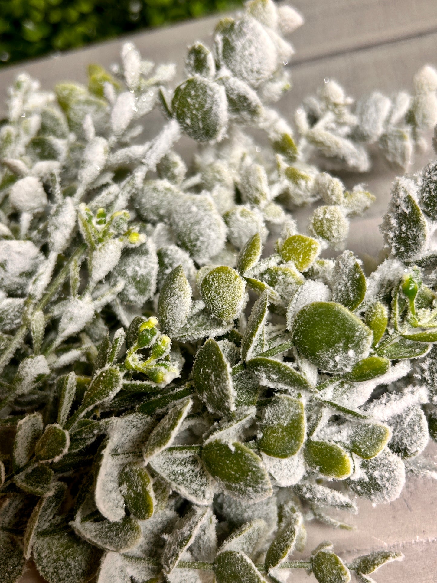 13 Inch Eucalyptus Snow Bush