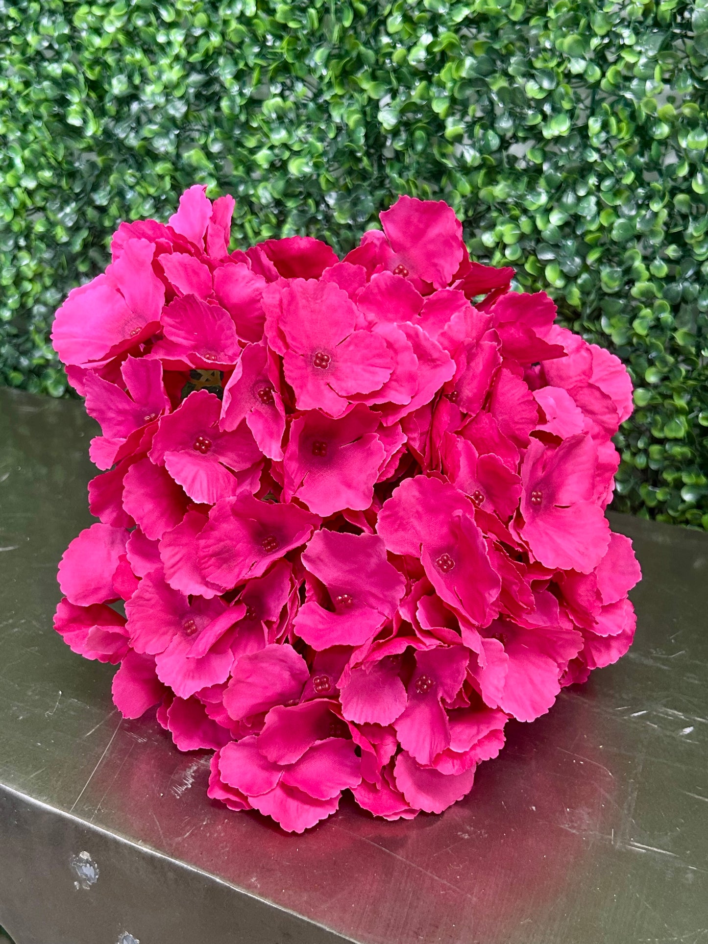 18 Inch Hot Pink Southern Hydrangea Bush