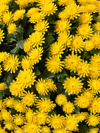 20 Inch Yellow Mum Topiary Ball
