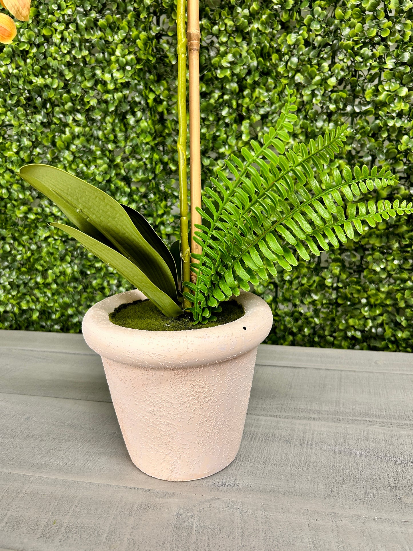 22 Inch Phalaenopsis And Fern In Terracotta Pot