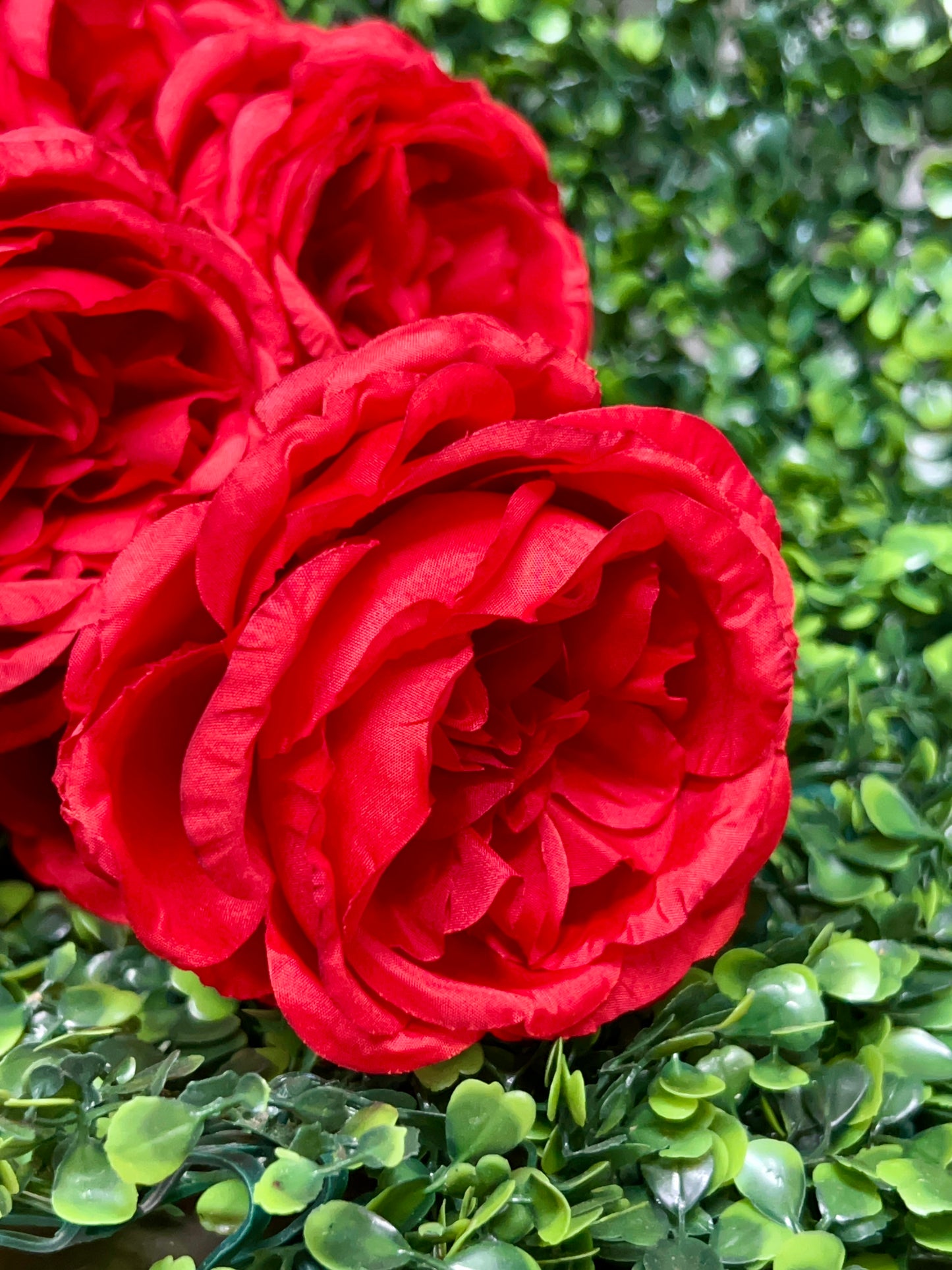 24 Inch Red English Rose Bush