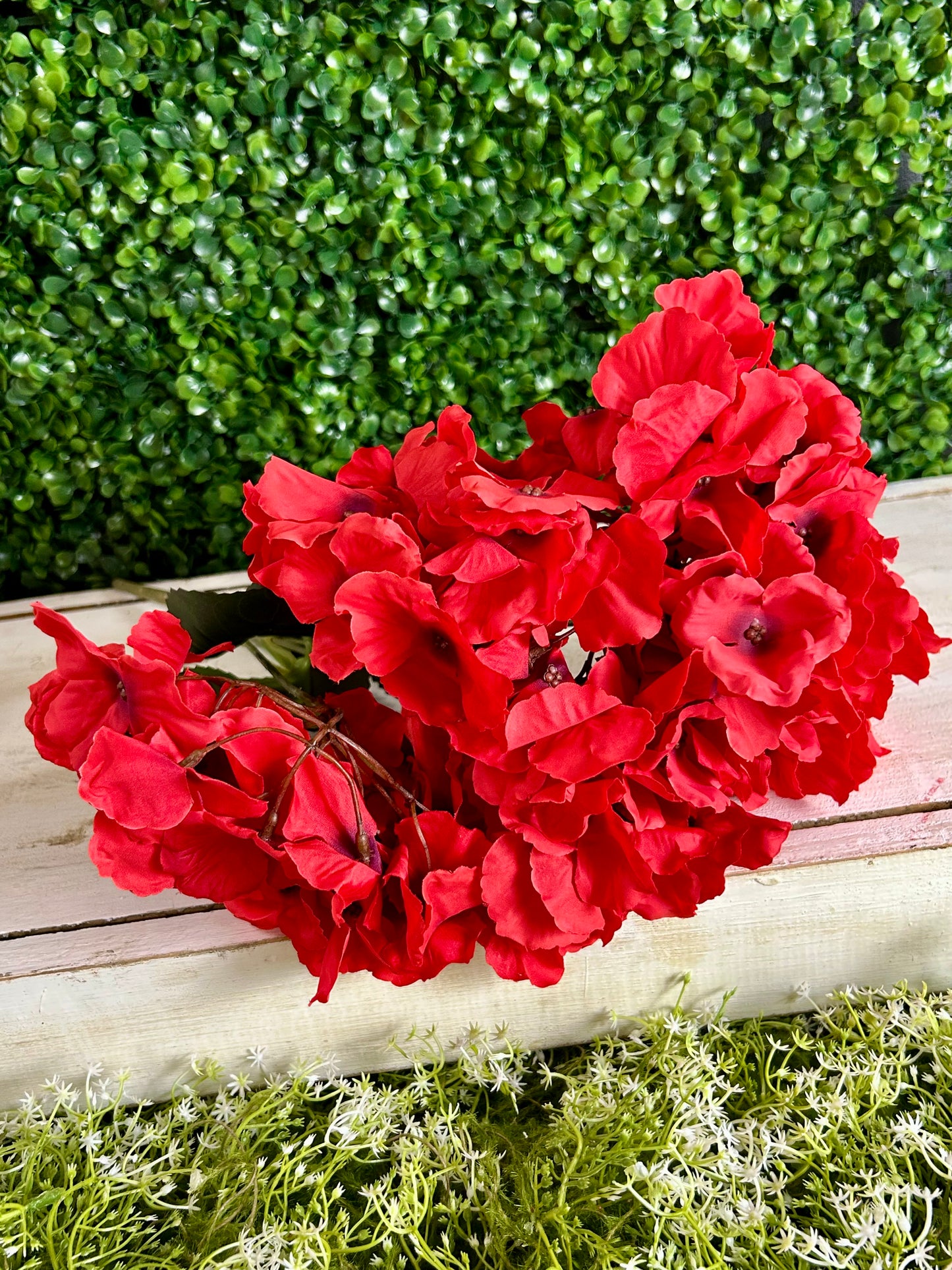 19 Inch Red Cypress Garden Hydrangea Bush
