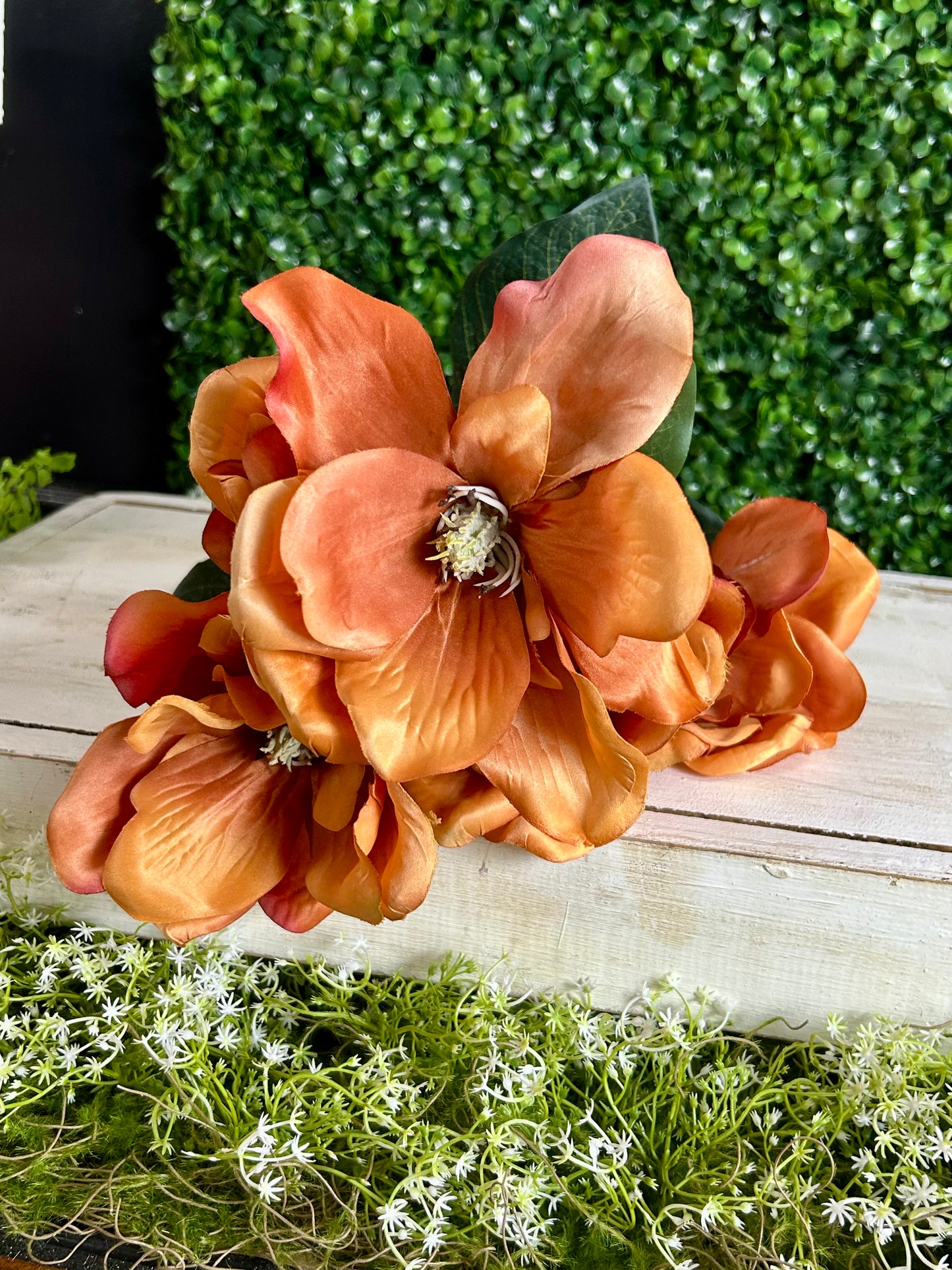 21 Inch Rust Magnolia Bush