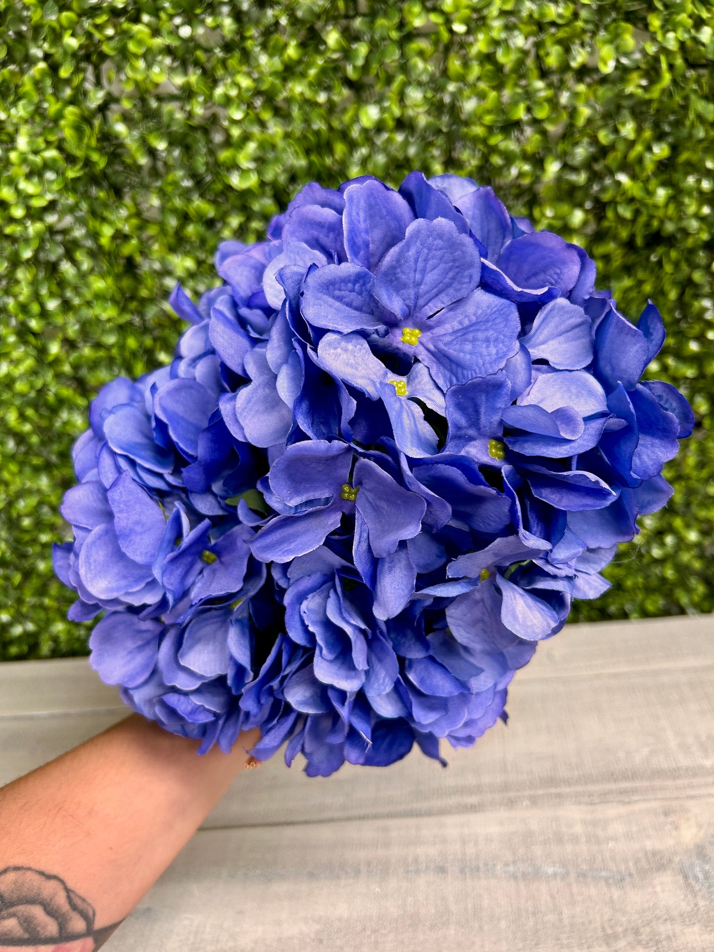 18 Inch Periwinkle Hydrangea Bush