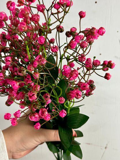 20 Inch Fuchsia Gypso Bush