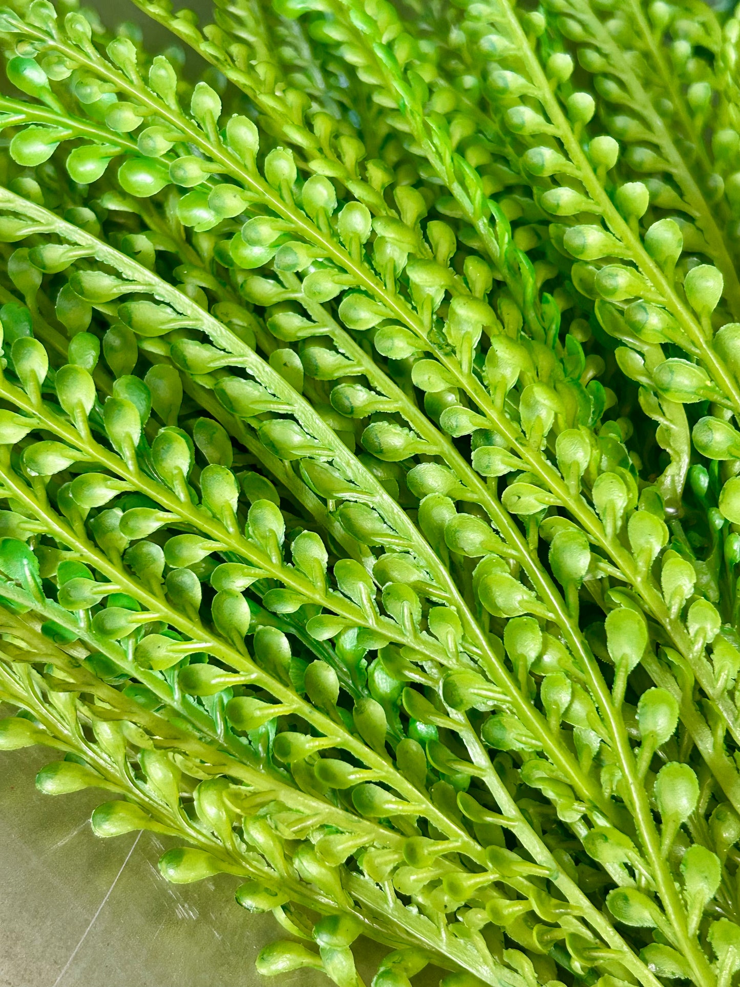 18 Inch Green Peacock Grass Bush