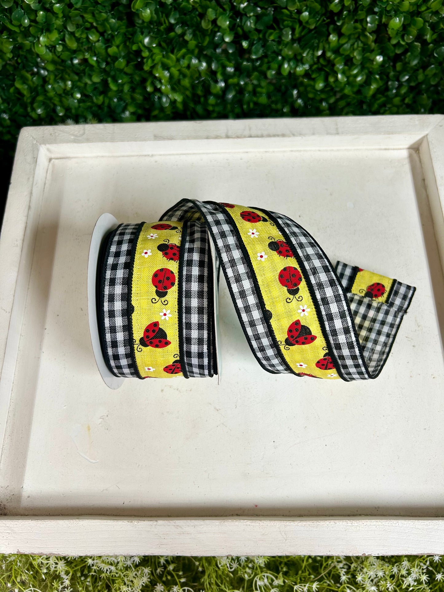 2.5 Inch By 10 Yard Ladybug On Check Ribbon