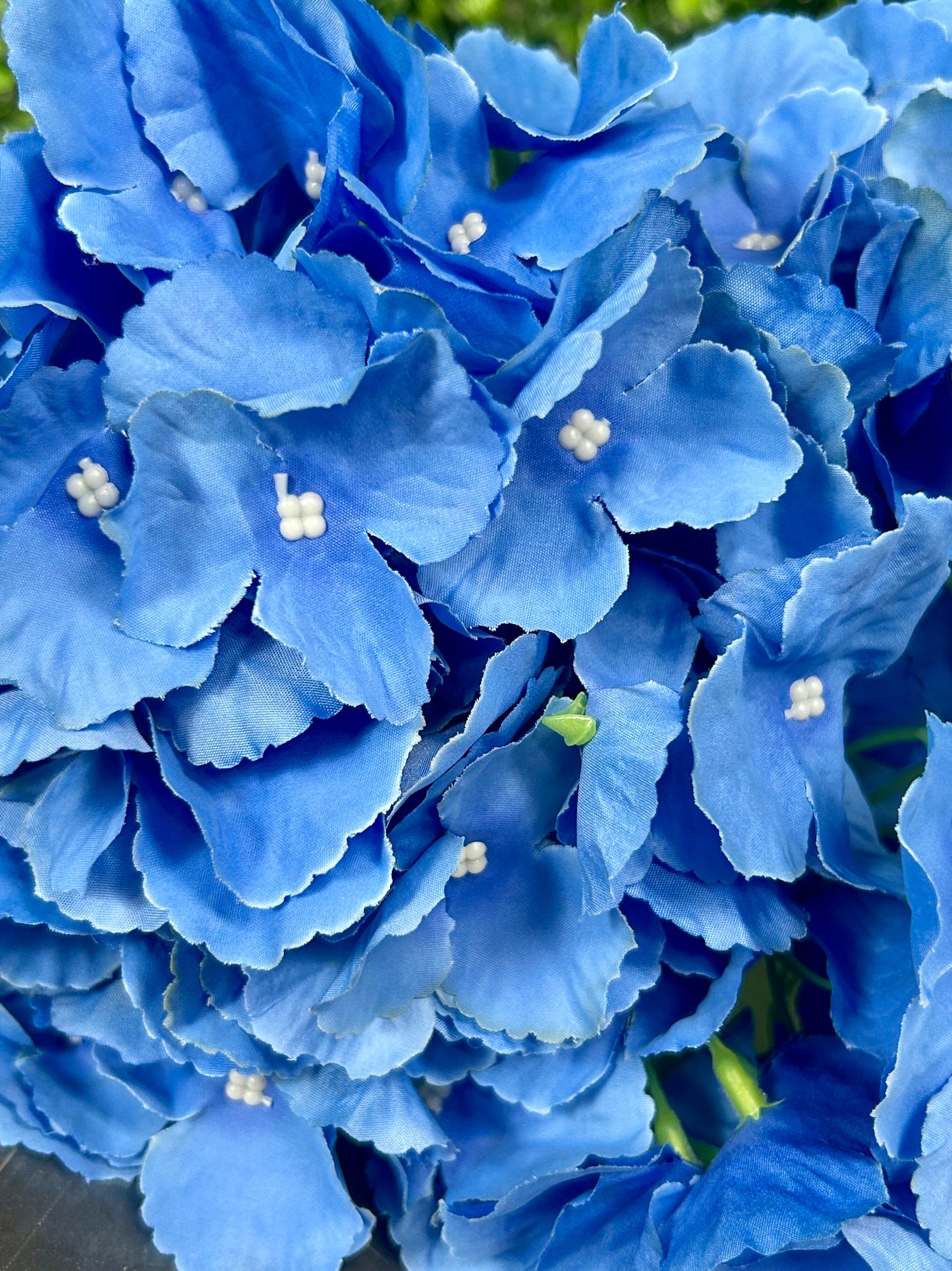 18 Inch Blue Southern Hydrangea Bush
