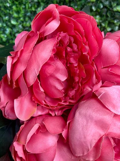 20 Inch Dark Pink Peony Bush