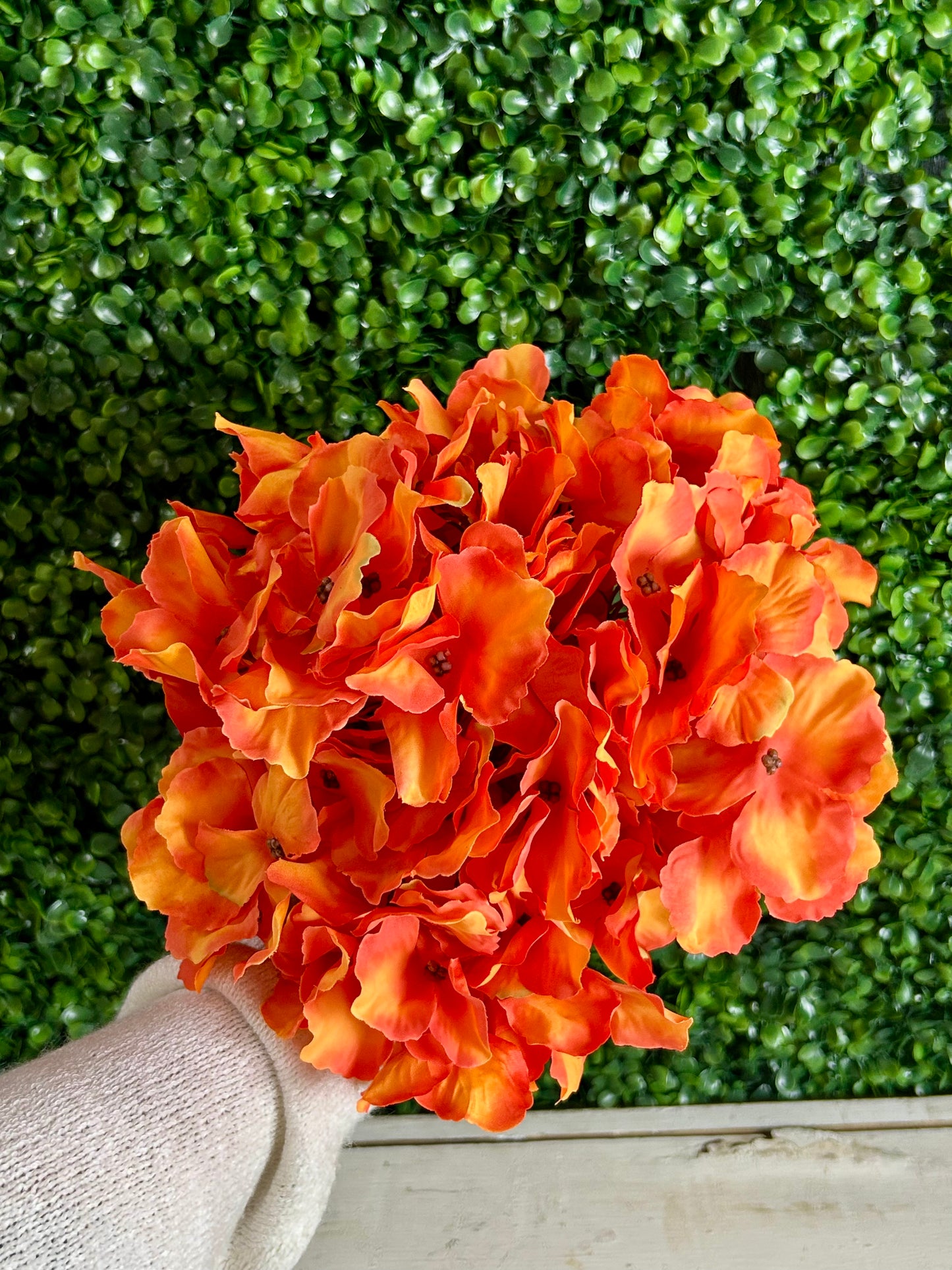 18 Inch Autumn Meadows Hydrangea Bush