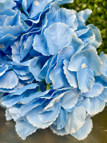 18 Inch Light Blue Southern Hydrangea Bush