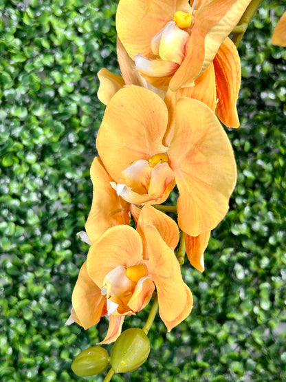 22 Inch Phalaenopsis And Fern In Terracotta Pot