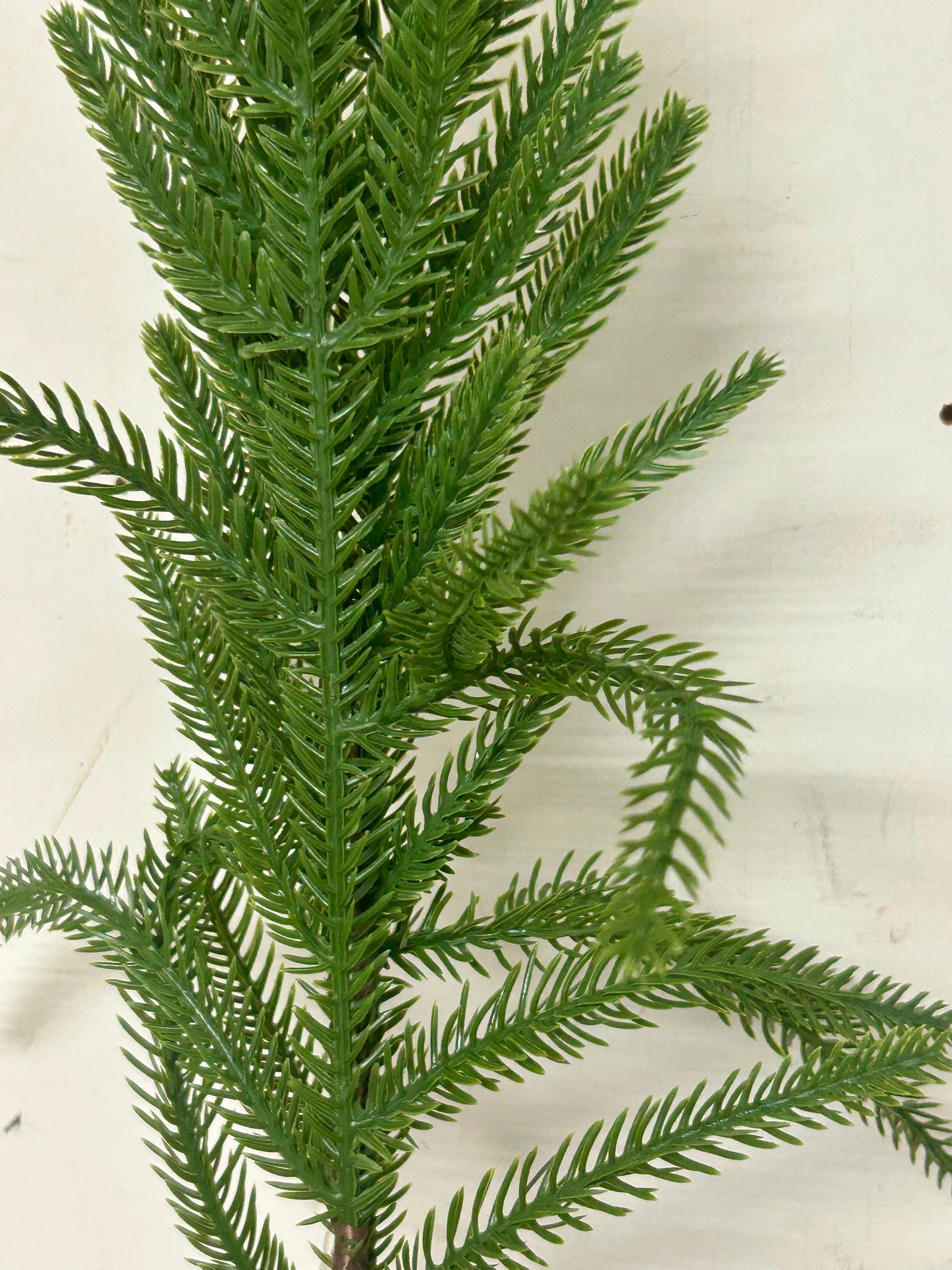 21 Inch Fresh Touch Norfolk Pine Spray