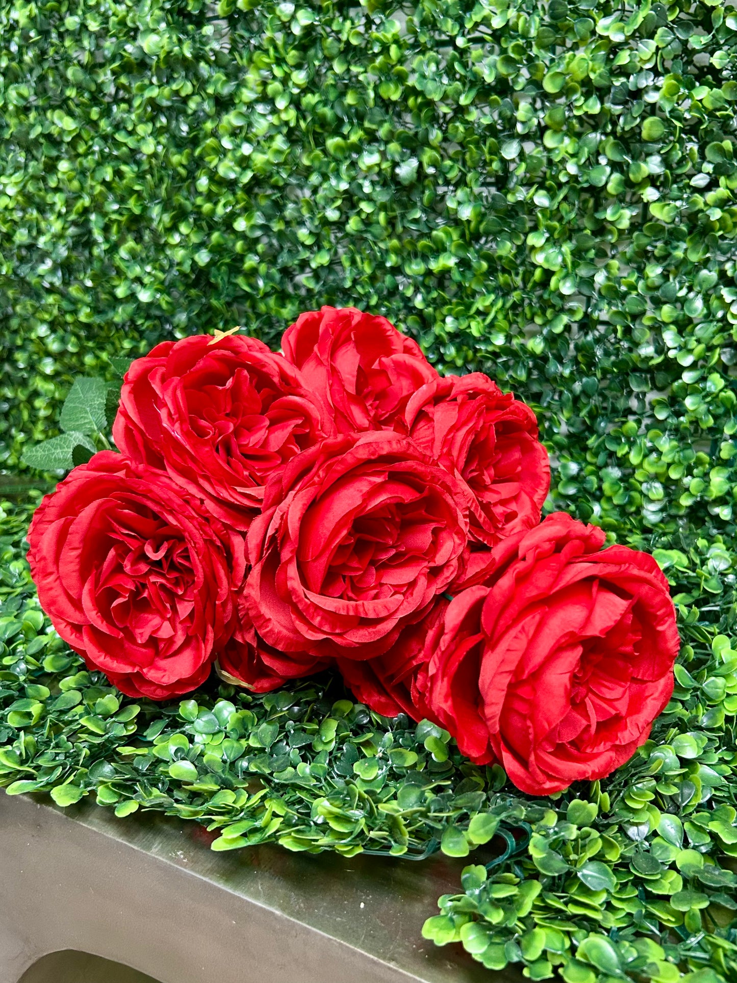 24 Inch Red English Rose Bush