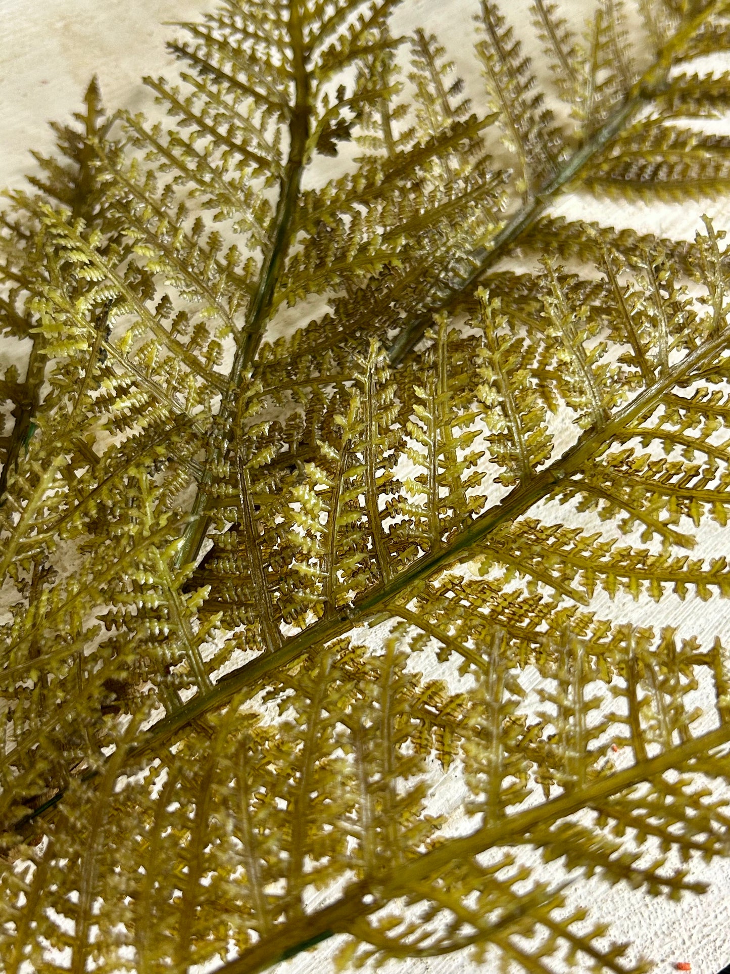 18 Inch Green Fern Spray