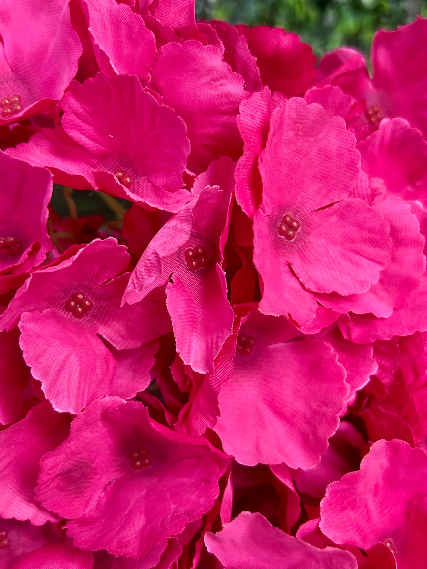 18 Inch Hot Pink Southern Hydrangea Bush