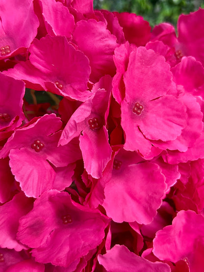 18 Inch Hot Pink Southern Hydrangea Bush