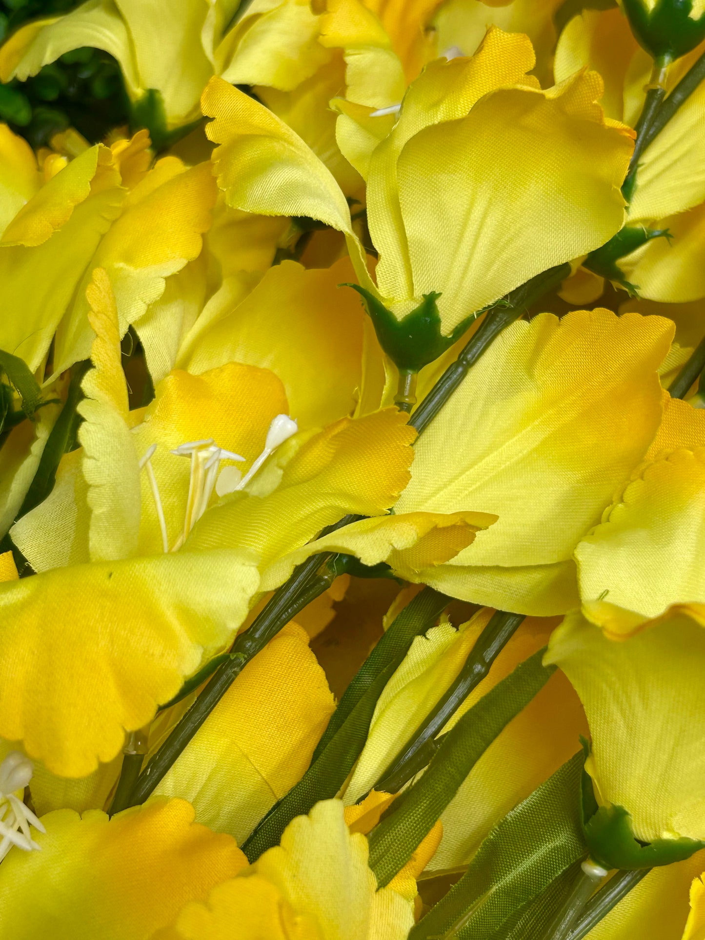 32 Inch Yellow Gladiolas Bush