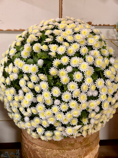 20 Inch Cream Mum Topiary Ball