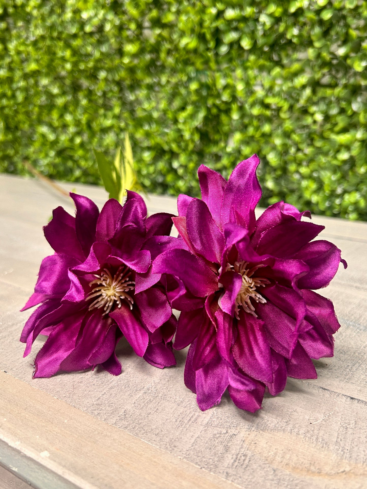 27 Inch Purple Star Dahlia Stem