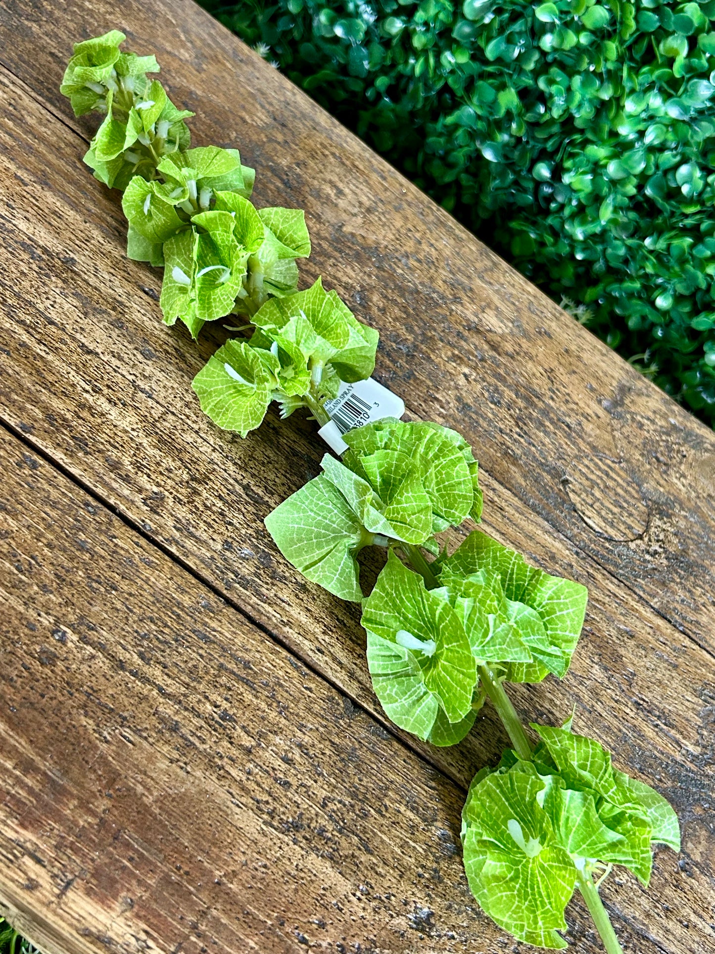 29 Inch Green Bells Of Ireland Spray