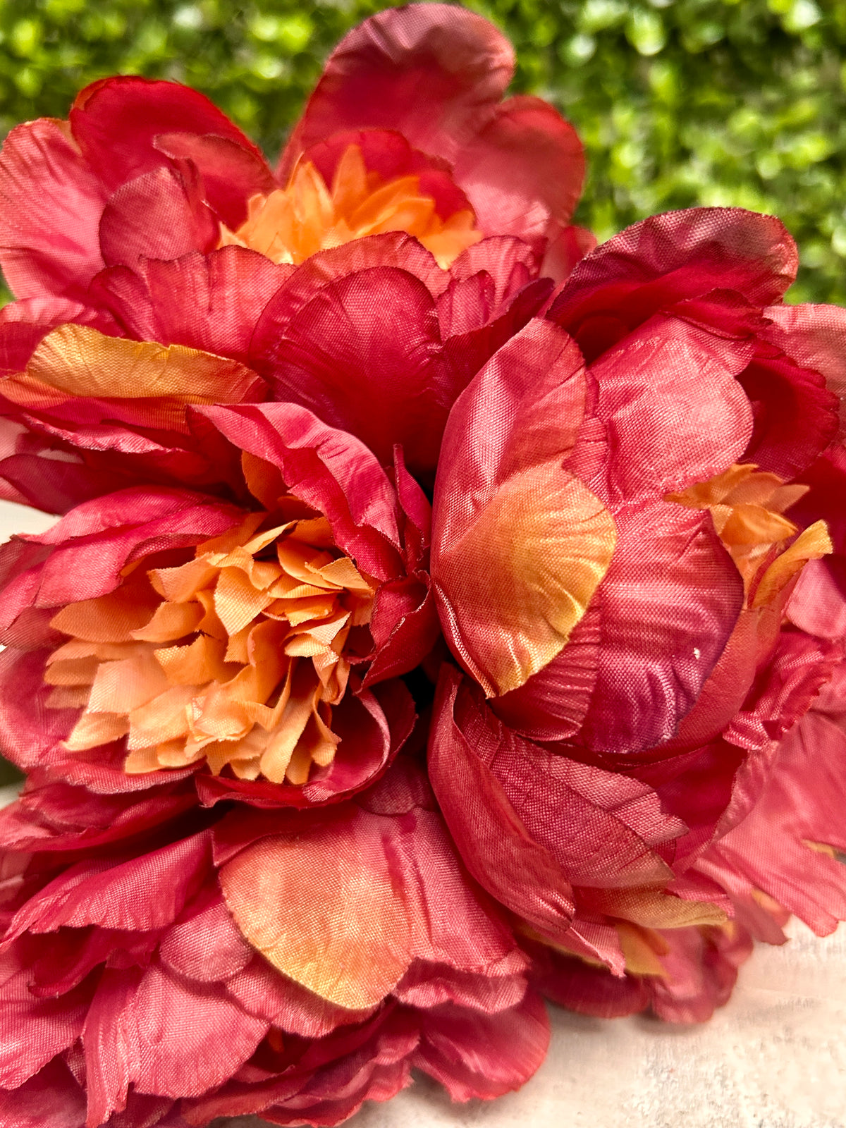 14 Inch Burgundy Peony Bush