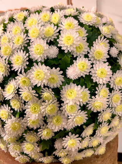 16 Inch Cream Mum Topiary Ball