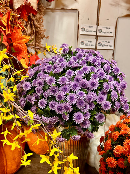 16 Inch Lavender Mum Bush Stake