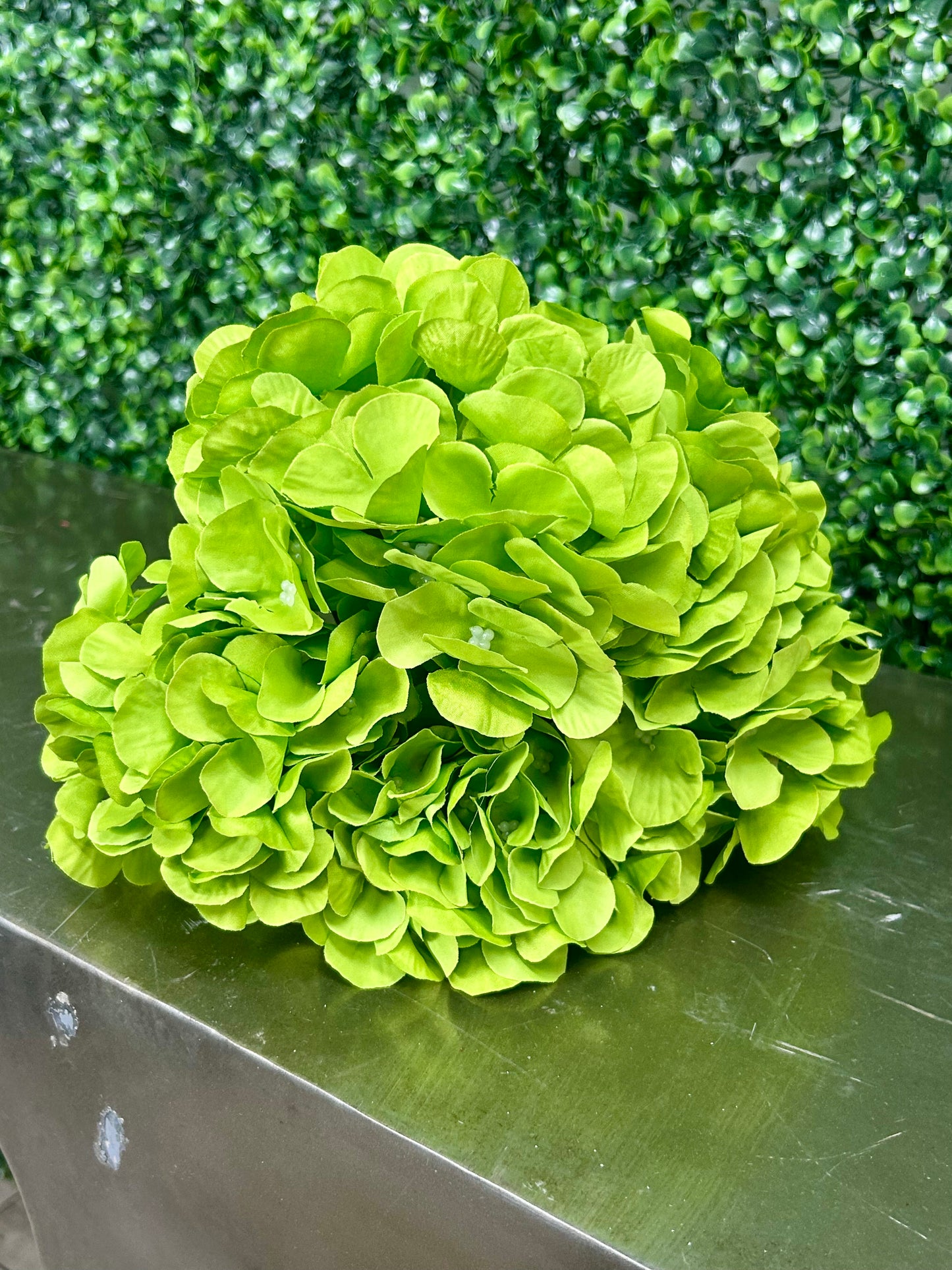 17 Inch Lime English Garden Hydrangea Bush