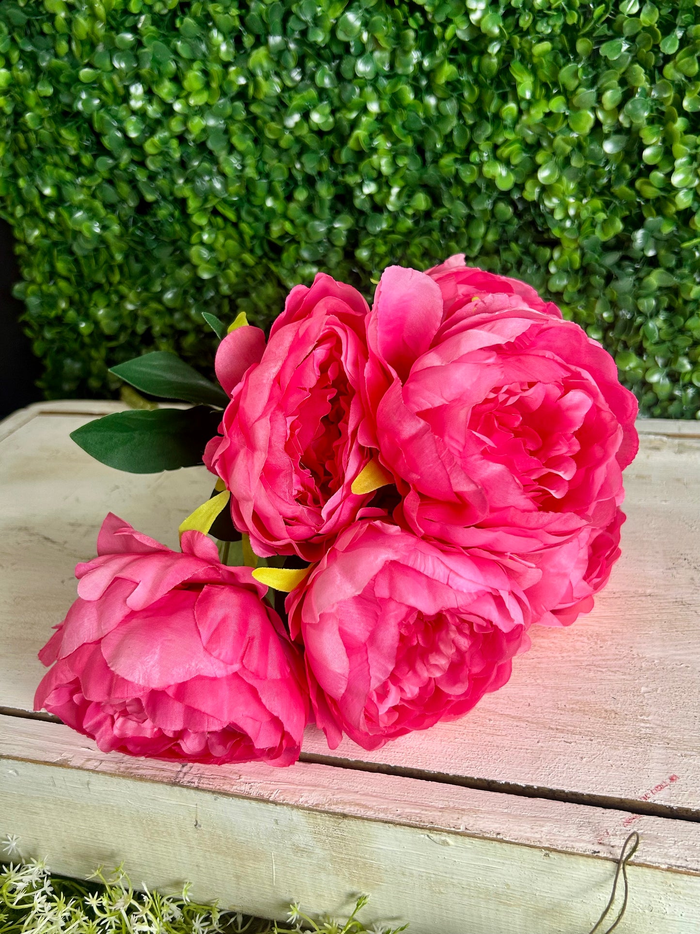17 Inch Hot Pink Garden Peony Bush