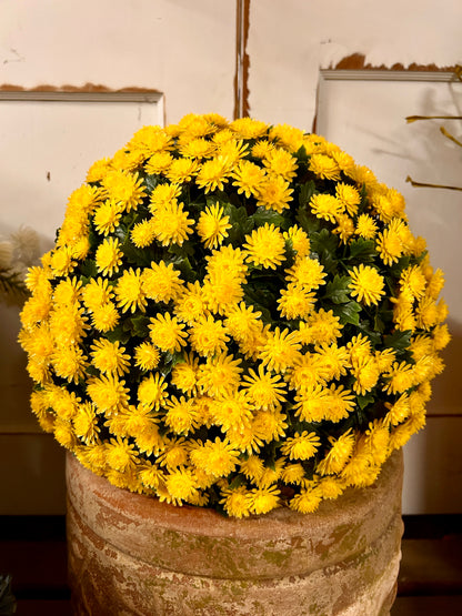16 Inch Yellow Mum Topiary Ball