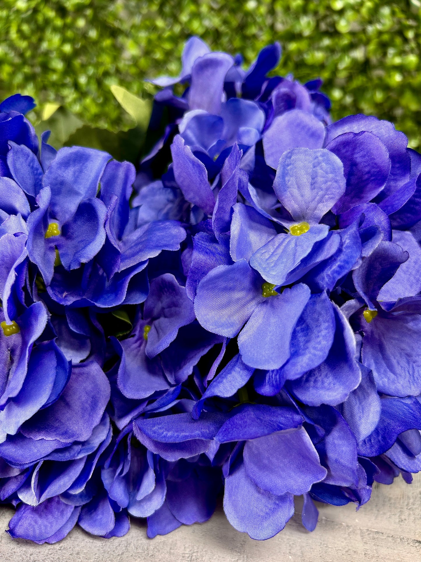 18 Inch Periwinkle Hydrangea Bush