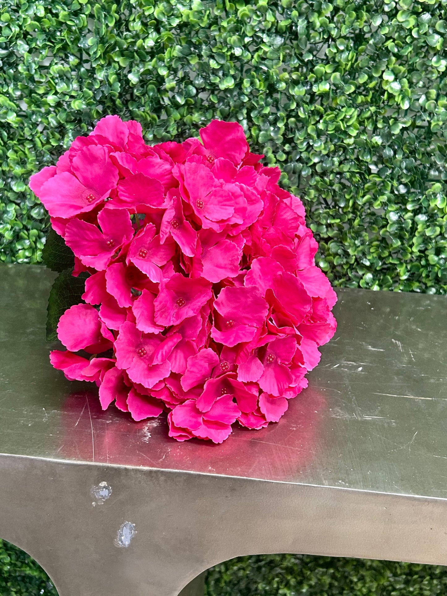 18 Inch Hot Pink Southern Hydrangea Bush