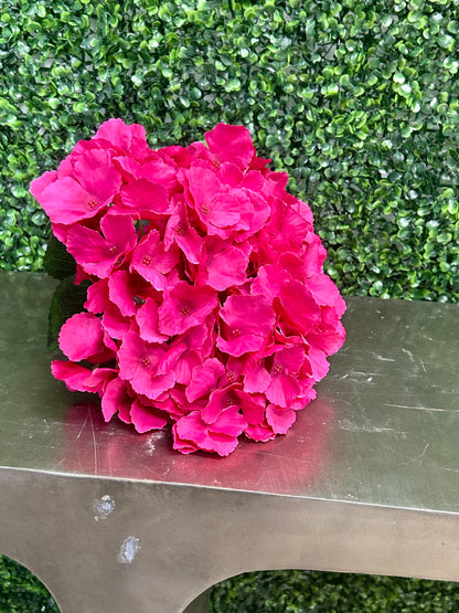 18 Inch Hot Pink Southern Hydrangea Bush