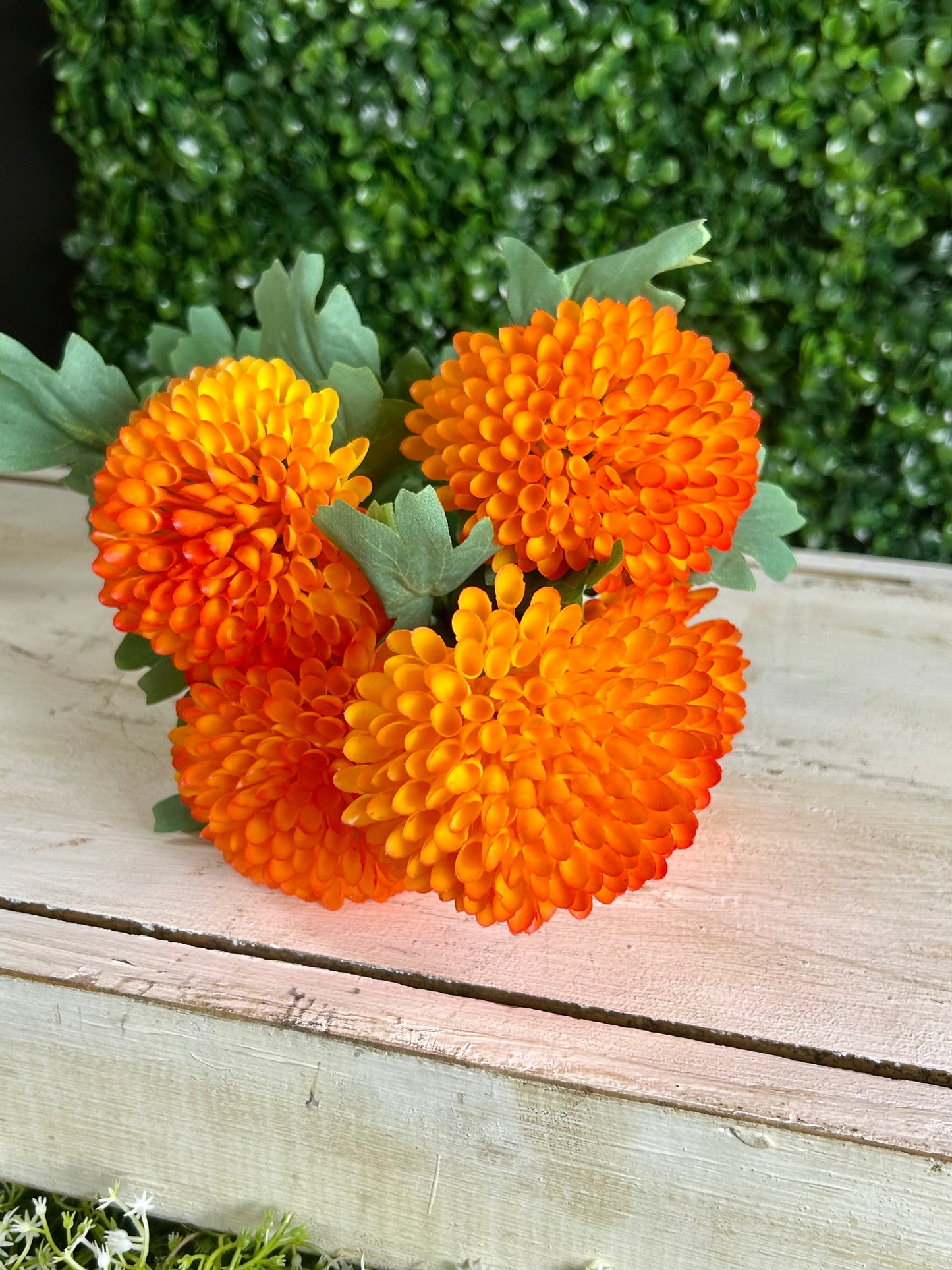 17 Inch Orange Dahlia Bush