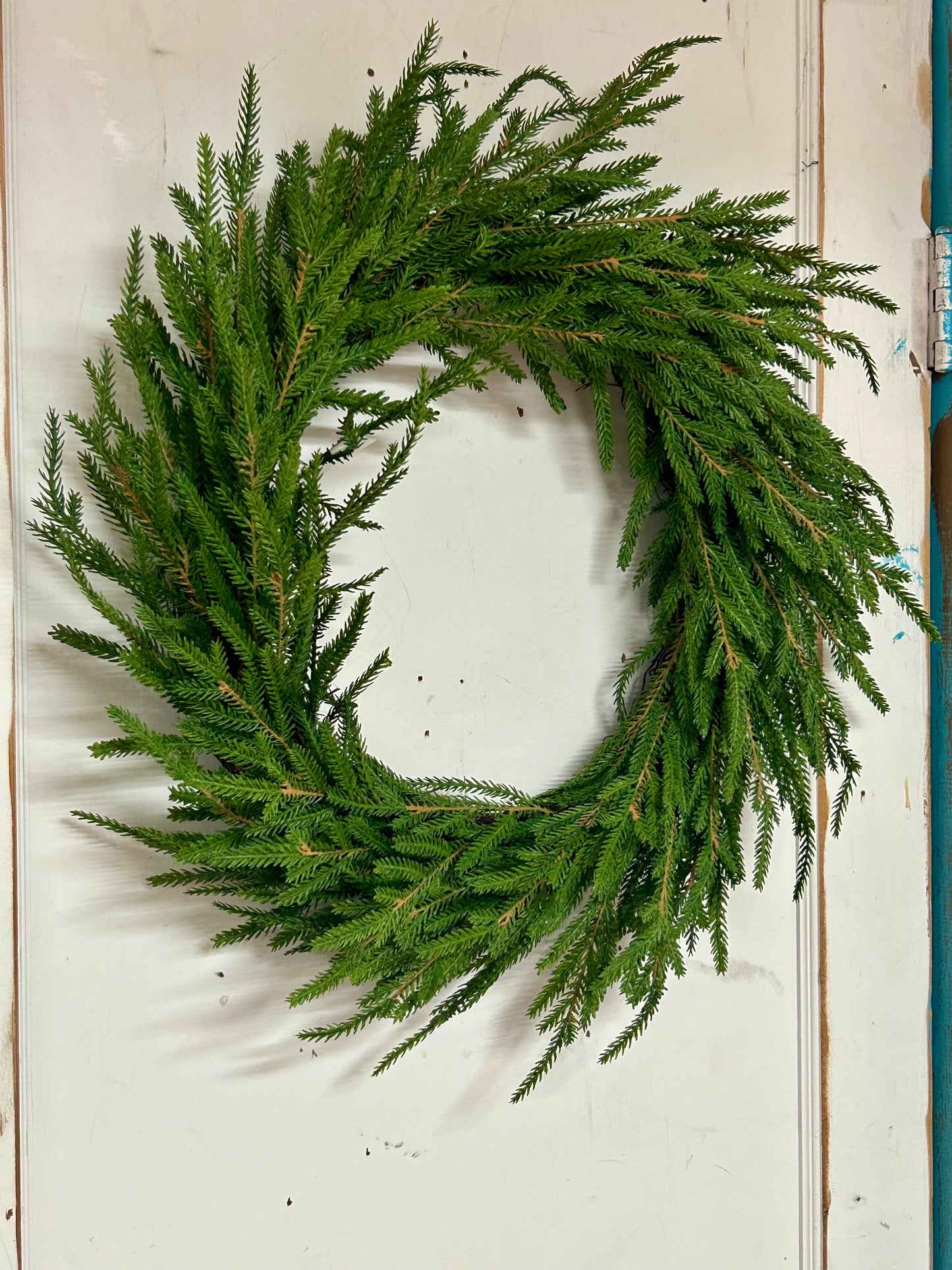 22 Inch Norfolk Pine Wreath