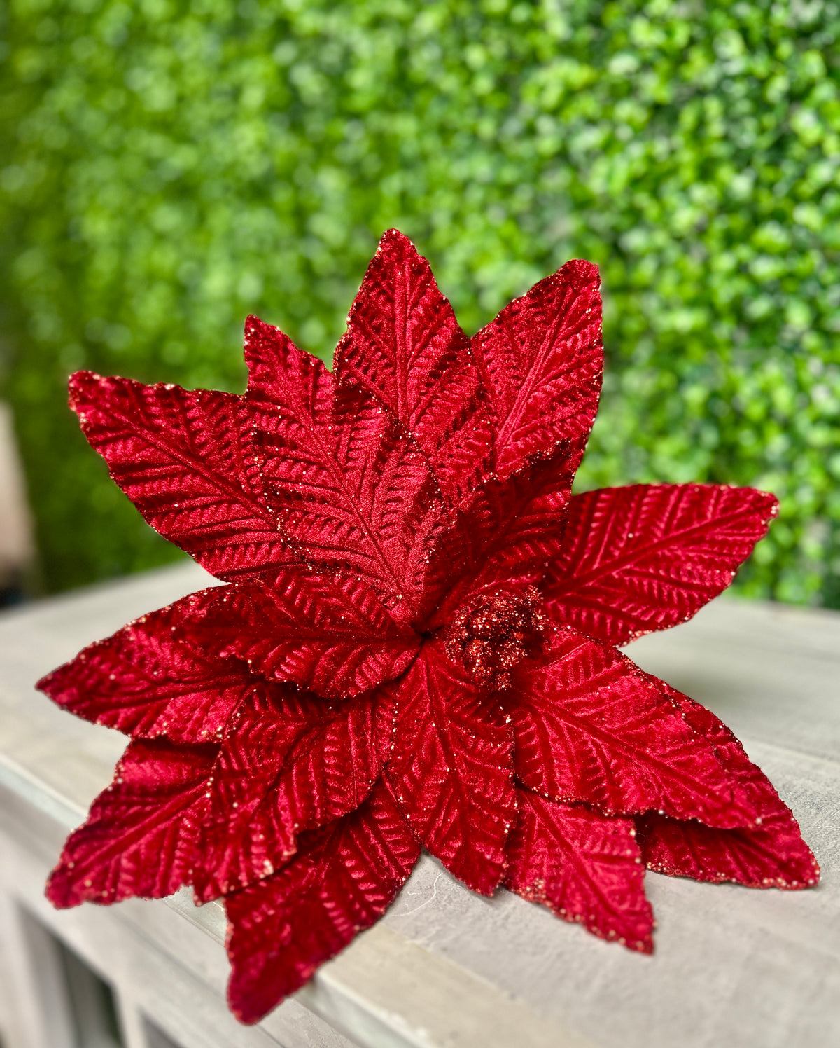 20.5 Inch Cranberry Poinsettia Stem