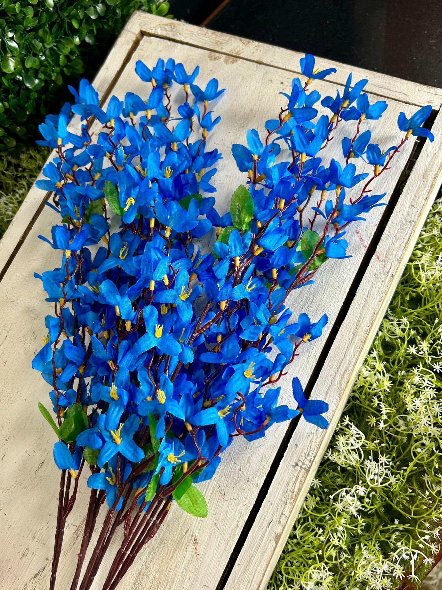 24 Inch Blue Star Blossom Bush