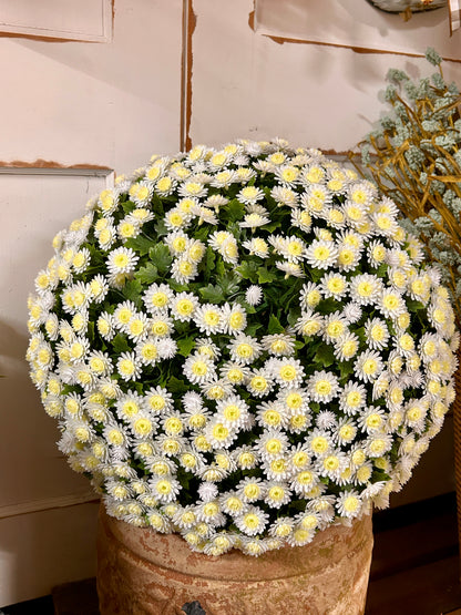 20 Inch Cream Mum Topiary Ball