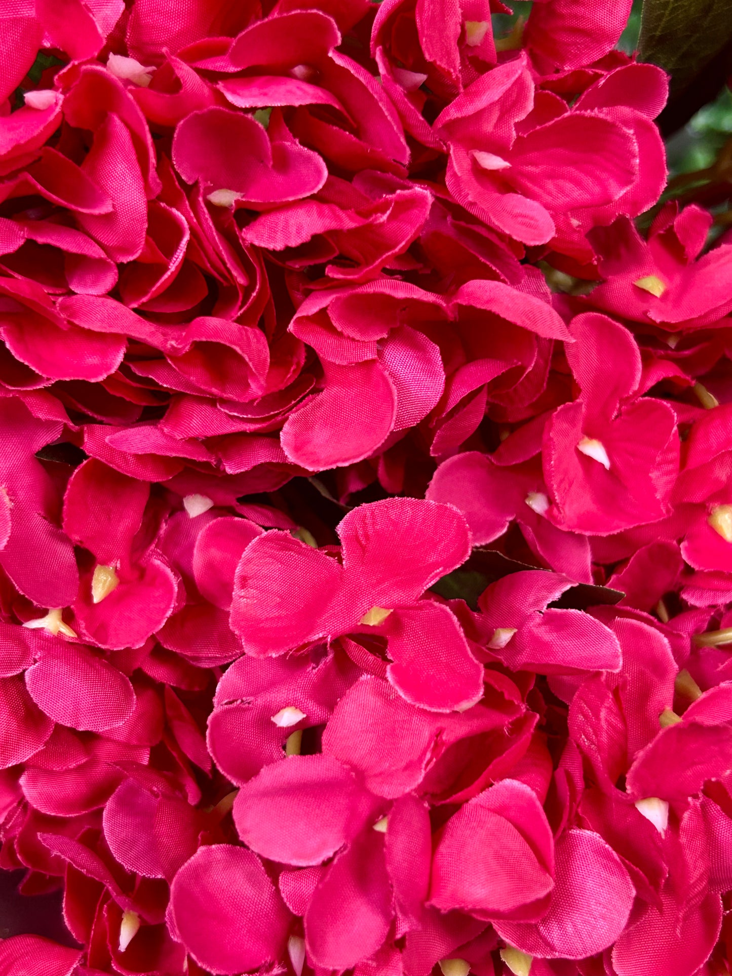 16 Inch Fuchsia Hydrangea Bush