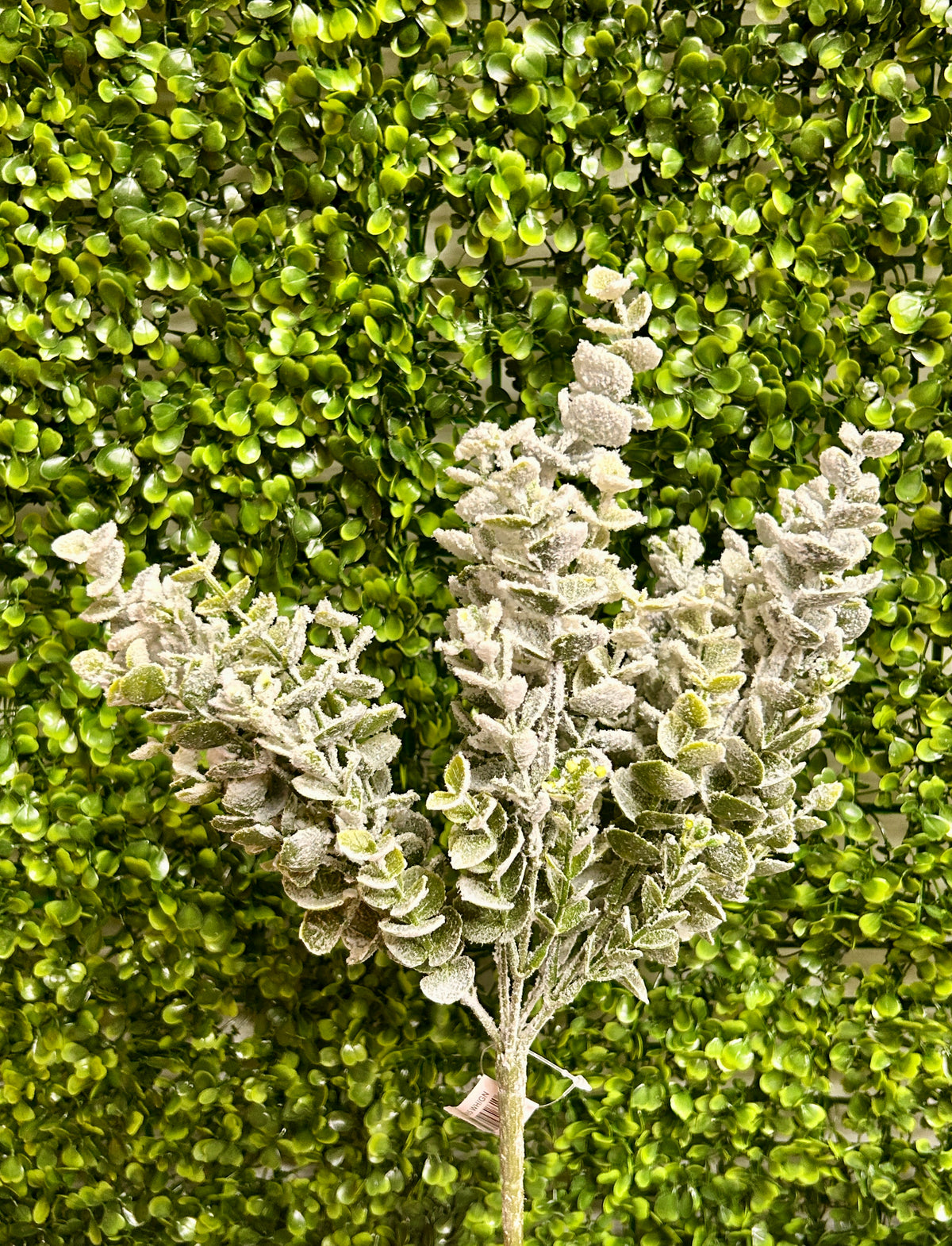13 Inch Eucalyptus Snow Bush